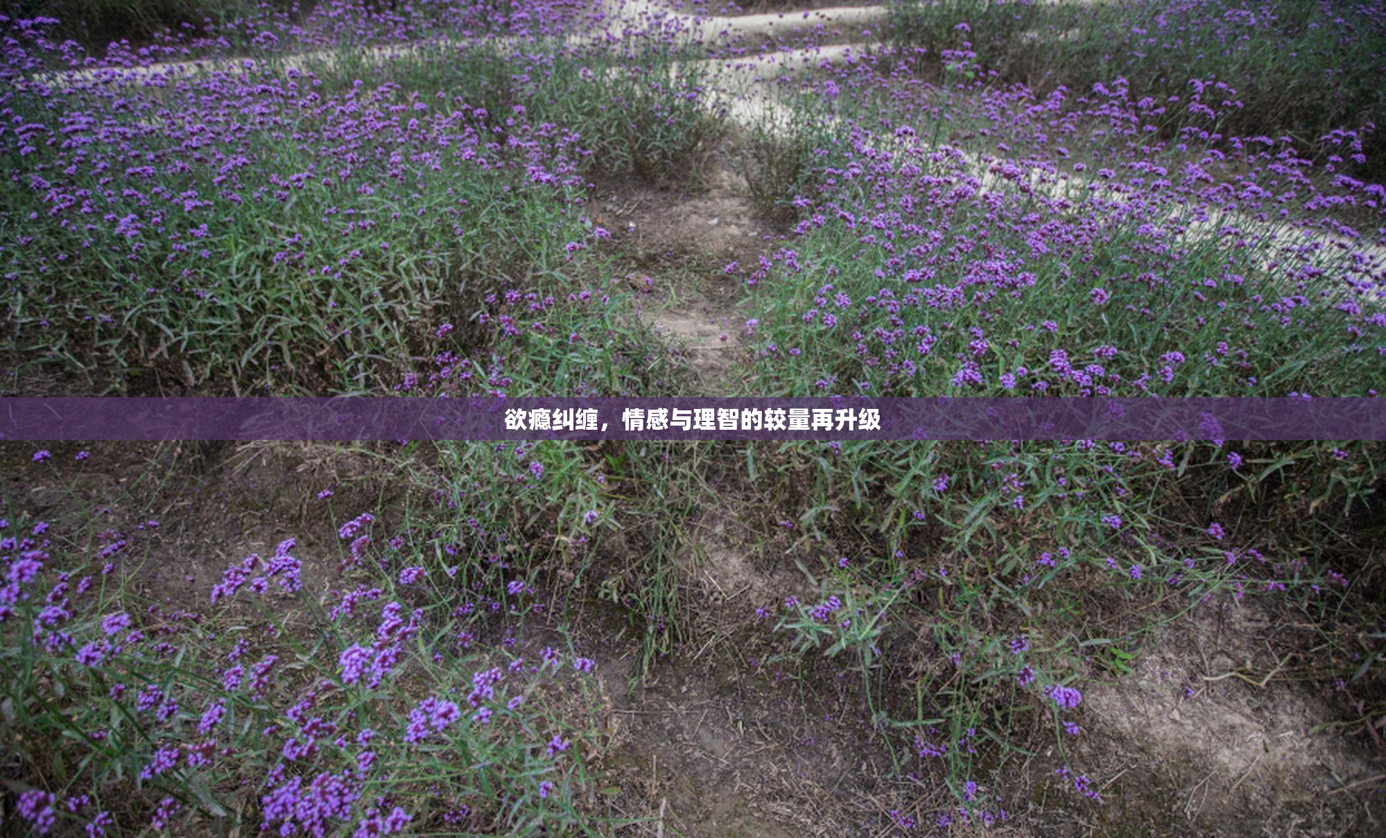 欲瘾纠缠，情感与理智的较量再升级