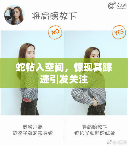 蛇钻入空间，惊现其踪迹引发关注