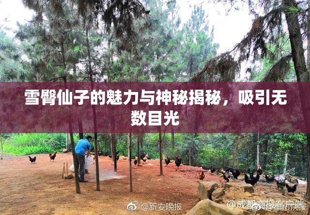 雪臀仙子的魅力与神秘揭秘，吸引无数目光