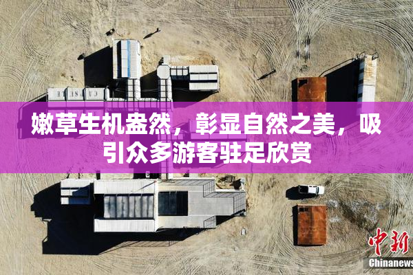 嫩草生机盎然，彰显自然之美，吸引众多游客驻足欣赏