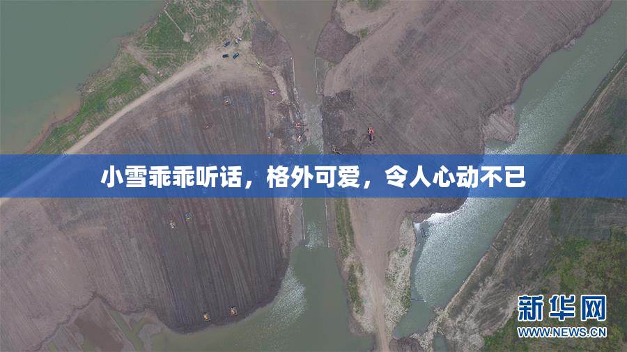 小雪乖乖听话，格外可爱，令人心动不已