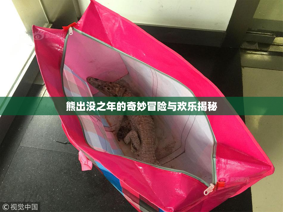 熊出没之年的奇妙冒险与欢乐揭秘