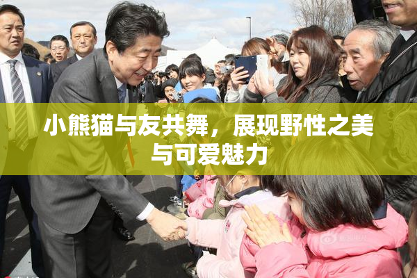 小熊猫与友共舞，展现野性之美与可爱魅力