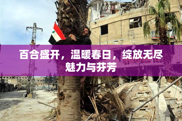 百合盛开，温暖春日，绽放无尽魅力与芬芳