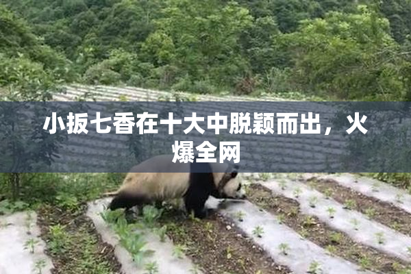 小扳七香在十大中脱颖而出，火爆全网