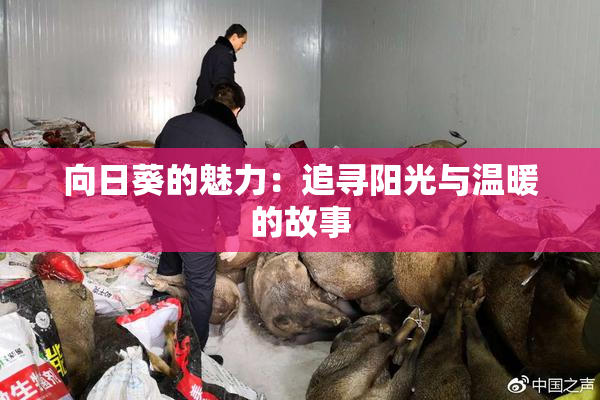 向日葵的魅力：追寻阳光与温暖的故事