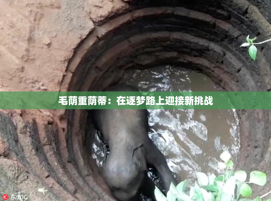 毛荫重荫蒂：在逐梦路上迎接新挑战