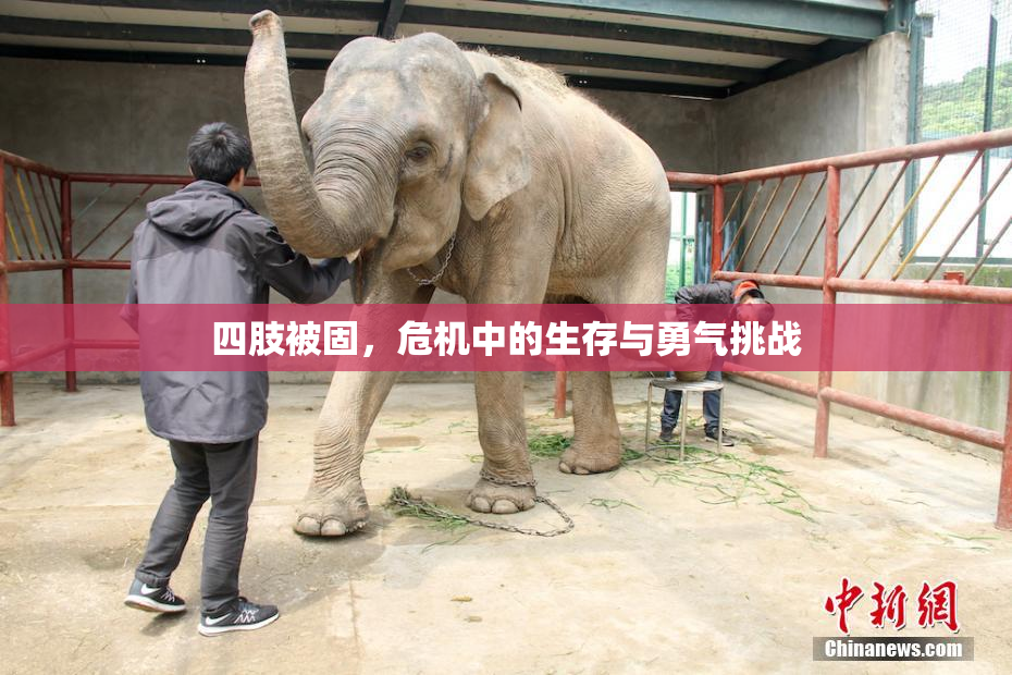 四肢被固，危机中的生存与勇气挑战