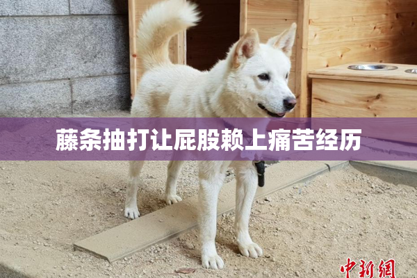 藤条抽打让屁股赖上痛苦经历