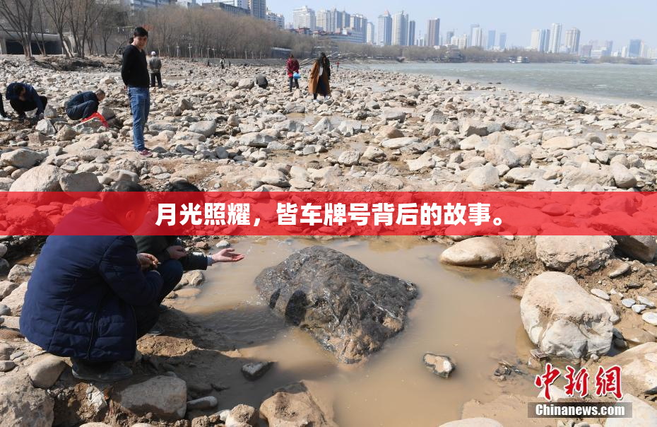 月光照耀，皆车牌号背后的故事。