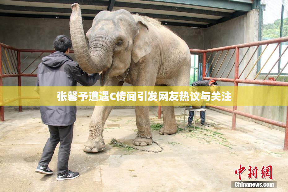 张馨予遭遇C传闻引发网友热议与关注