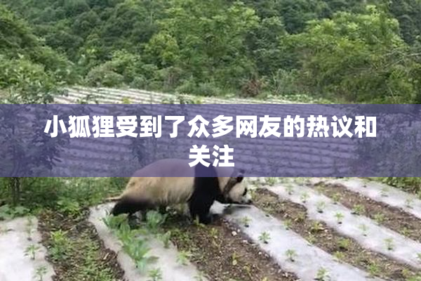 小狐狸受到了众多网友的热议和关注