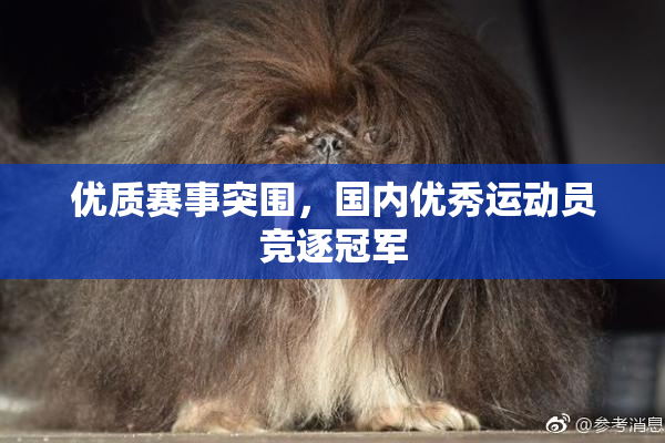 优质赛事突围，国内优秀运动员竞逐冠军