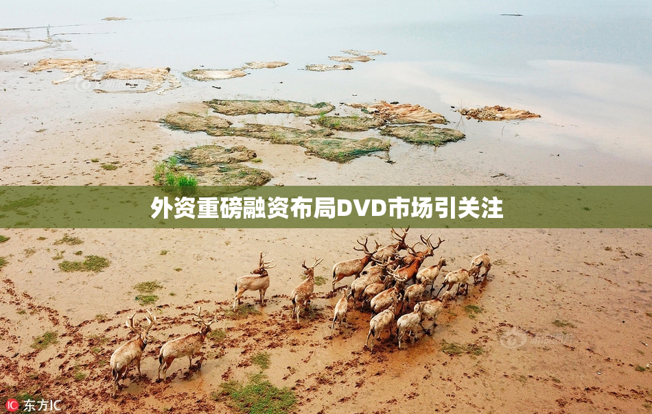 外资重磅融资布局DVD市场引关注
