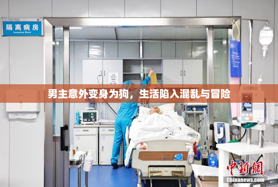 男主意外变身为狗，生活陷入混乱与冒险