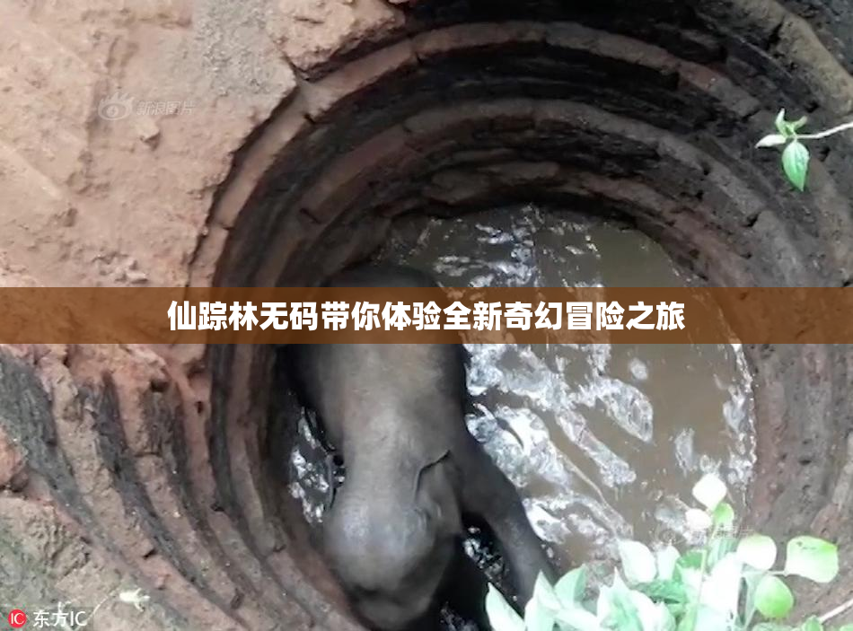仙踪林无码带你体验全新奇幻冒险之旅