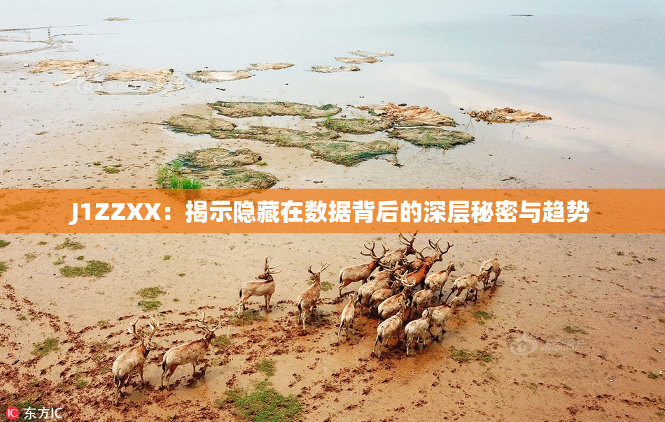 J1ZZXX：揭示隐藏在数据背后的深层秘密与趋势
