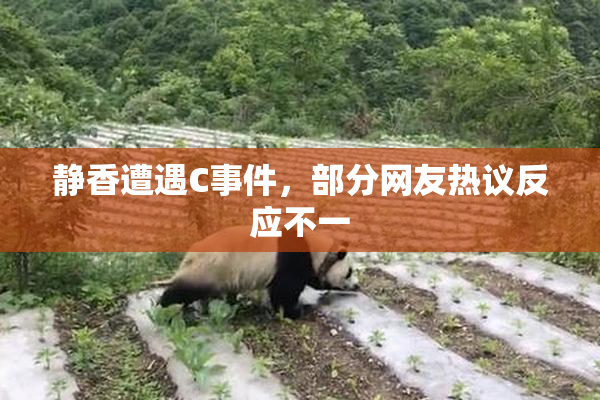 静香遭遇C事件，部分网友热议反应不一
