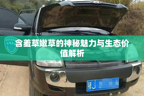 含羞草嫩草的神秘魅力与生态价值解析