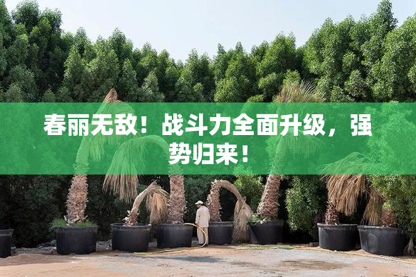 春丽无敌！战斗力全面升级，强势归来！