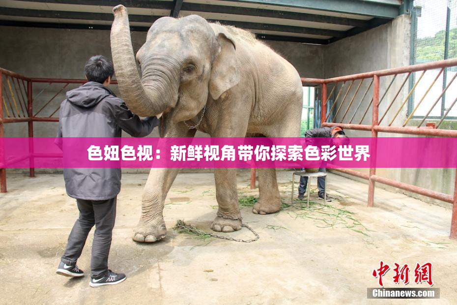 色妞色视：新鲜视角带你探索色彩世界