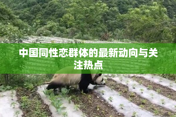 中国同性恋群体的最新动向与关注热点