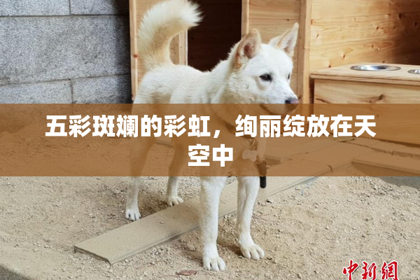 五彩斑斓的彩虹，绚丽绽放在天空中