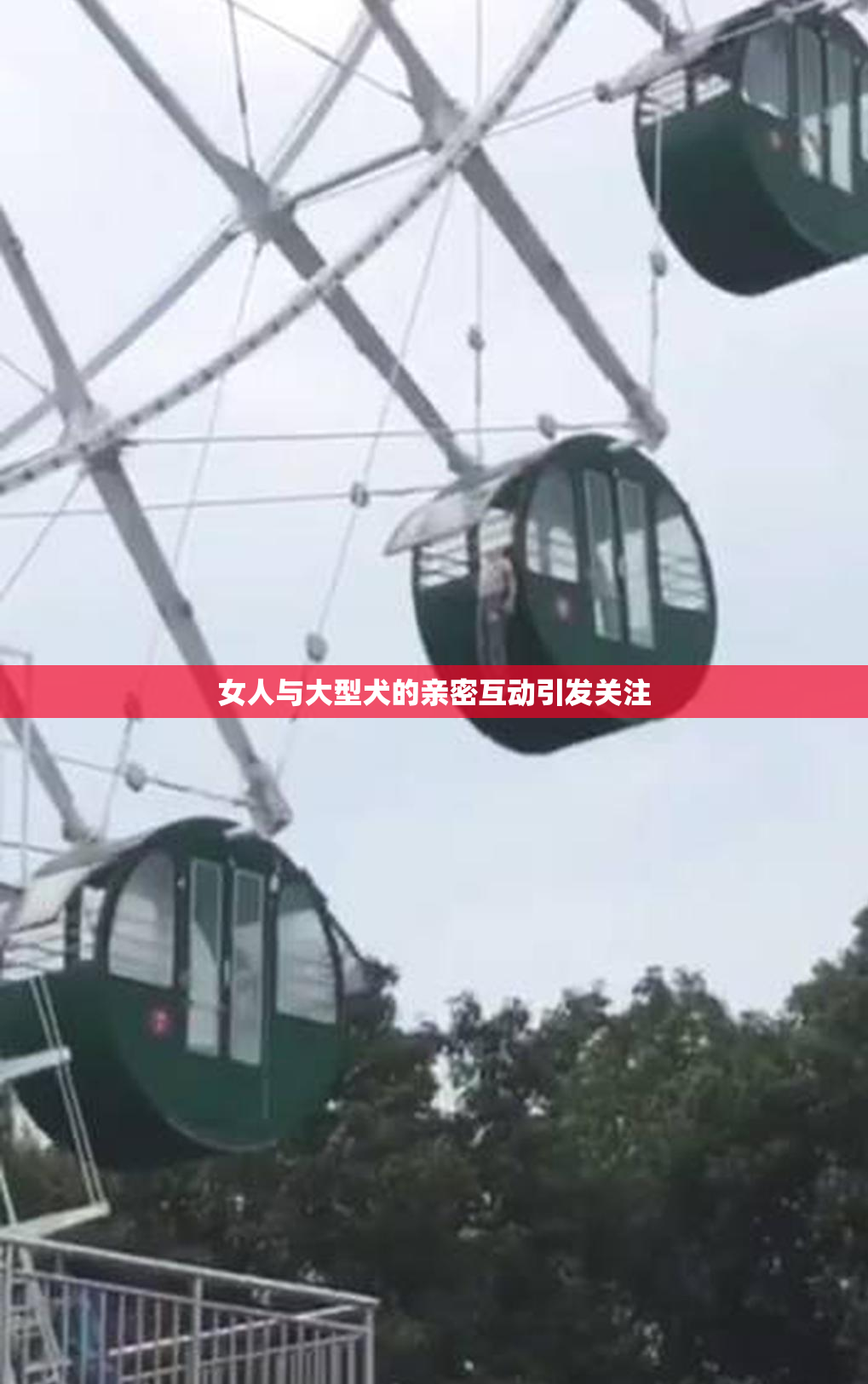 女人与大型犬的亲密互动引发关注