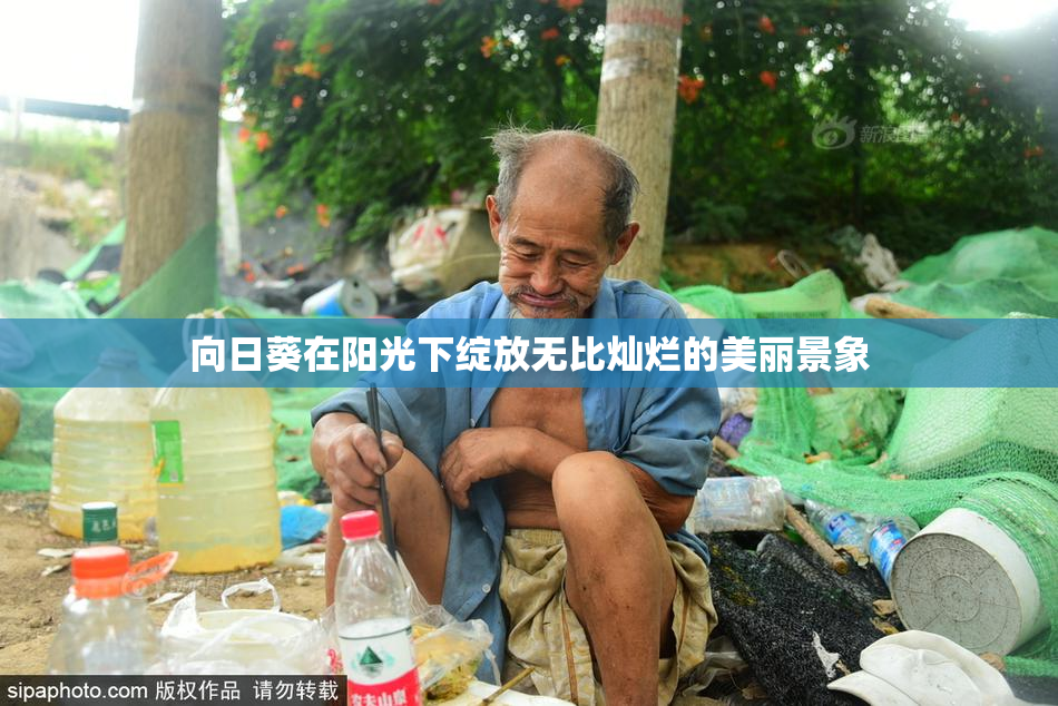 向日葵在阳光下绽放无比灿烂的美丽景象