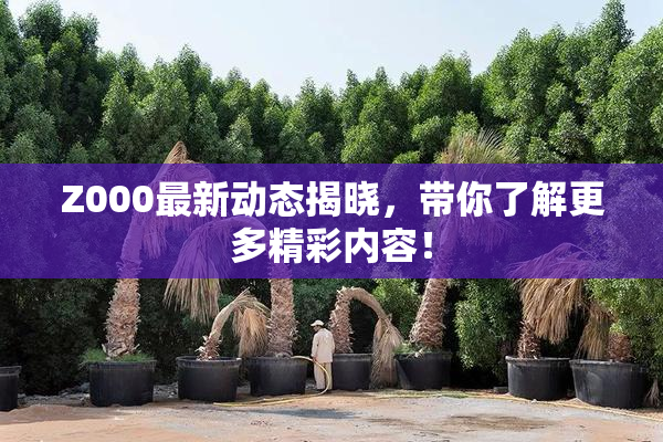 Z000最新动态揭晓，带你了解更多精彩内容！