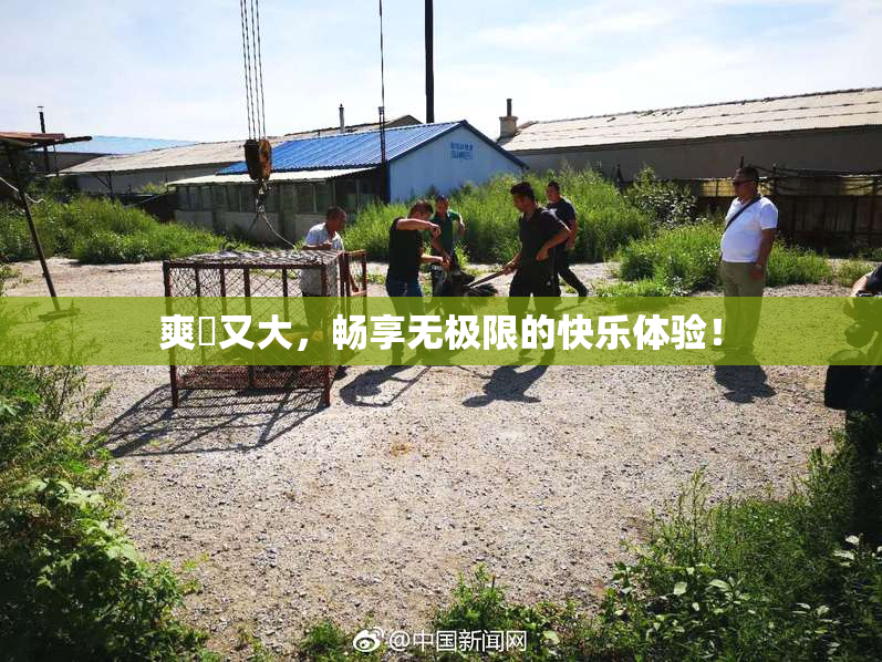 爽擼又大，畅享无极限的快乐体验！
