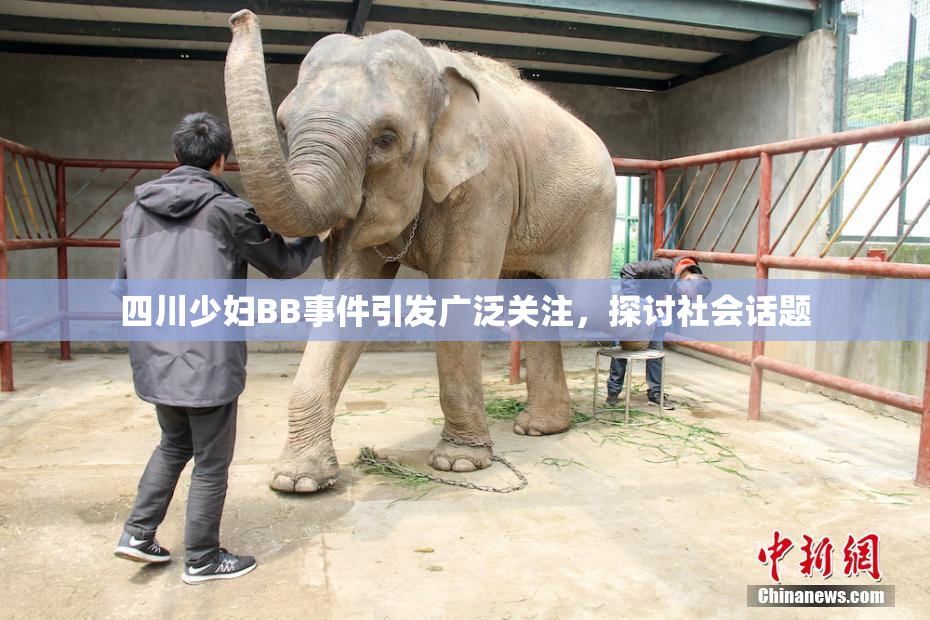四川少妇BB事件引发广泛关注，探讨社会话题