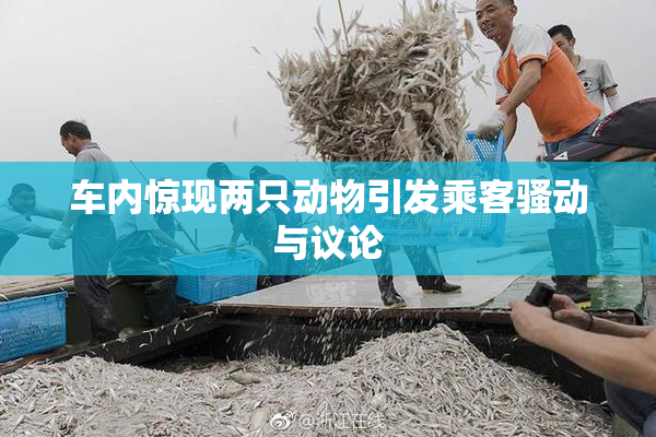 车内惊现两只动物引发乘客骚动与议论