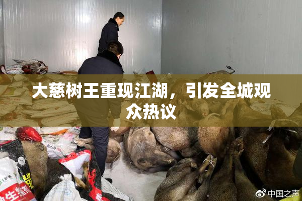 大慈树王重现江湖，引发全城观众热议