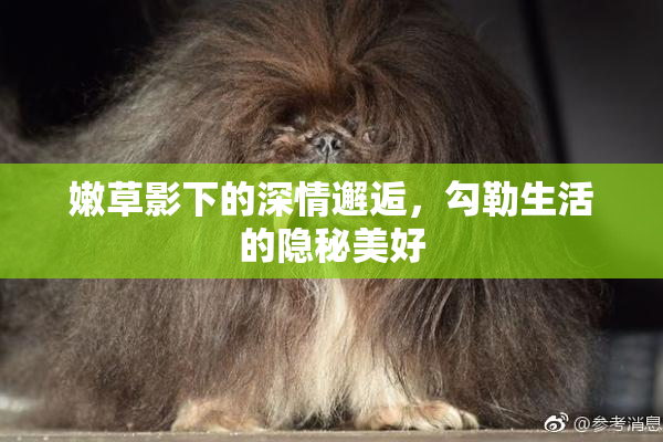 嫩草影下的深情邂逅，勾勒生活的隐秘美好