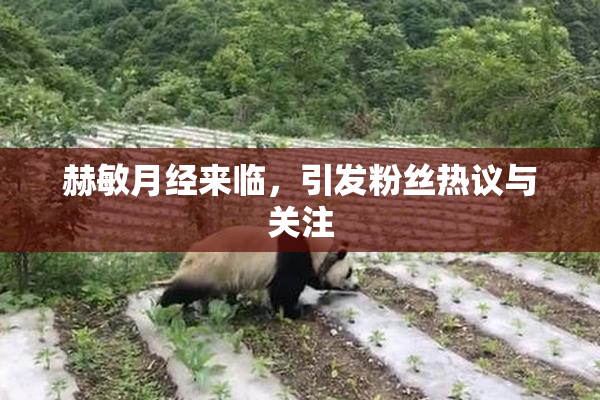 赫敏月经来临，引发粉丝热议与关注