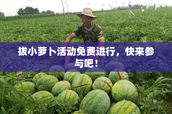 拔小萝卜活动免费进行，快来参与吧！