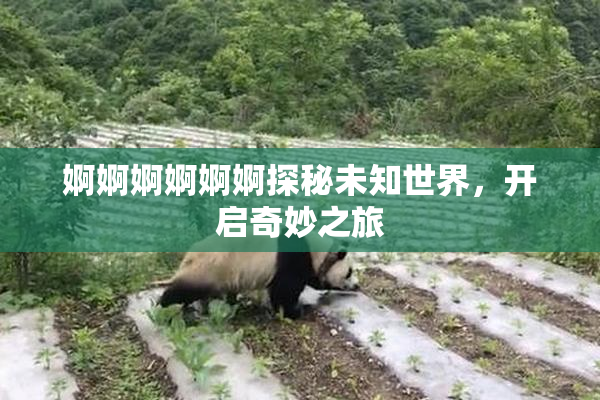 婀婀婀婀婀婀探秘未知世界，开启奇妙之旅