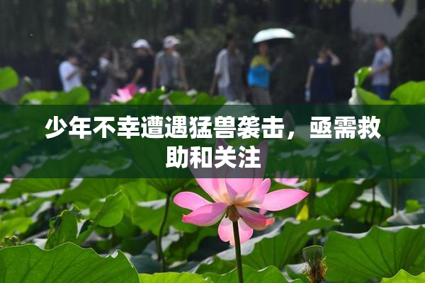 少年不幸遭遇猛兽袭击，亟需救助和关注