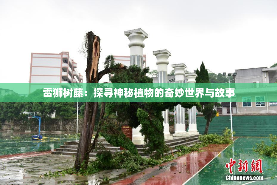 雷狮树藤：探寻神秘植物的奇妙世界与故事