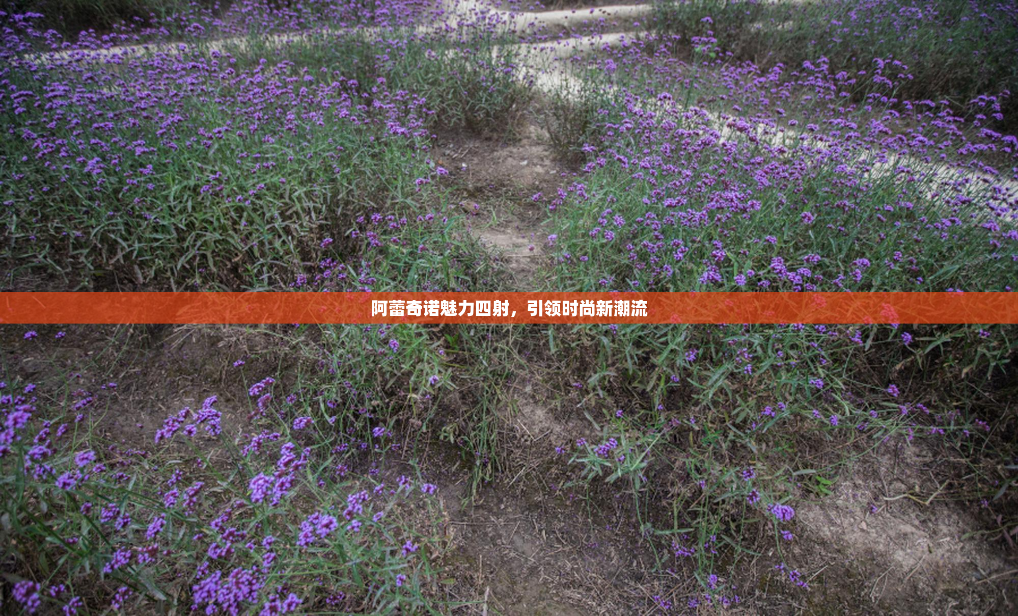阿蕾奇诺魅力四射，引领时尚新潮流