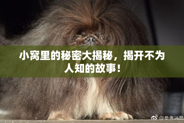 小窝里的秘密大揭秘，揭开不为人知的故事！