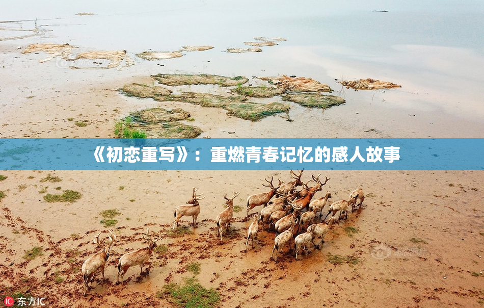 《初恋重写》：重燃青春记忆的感人故事