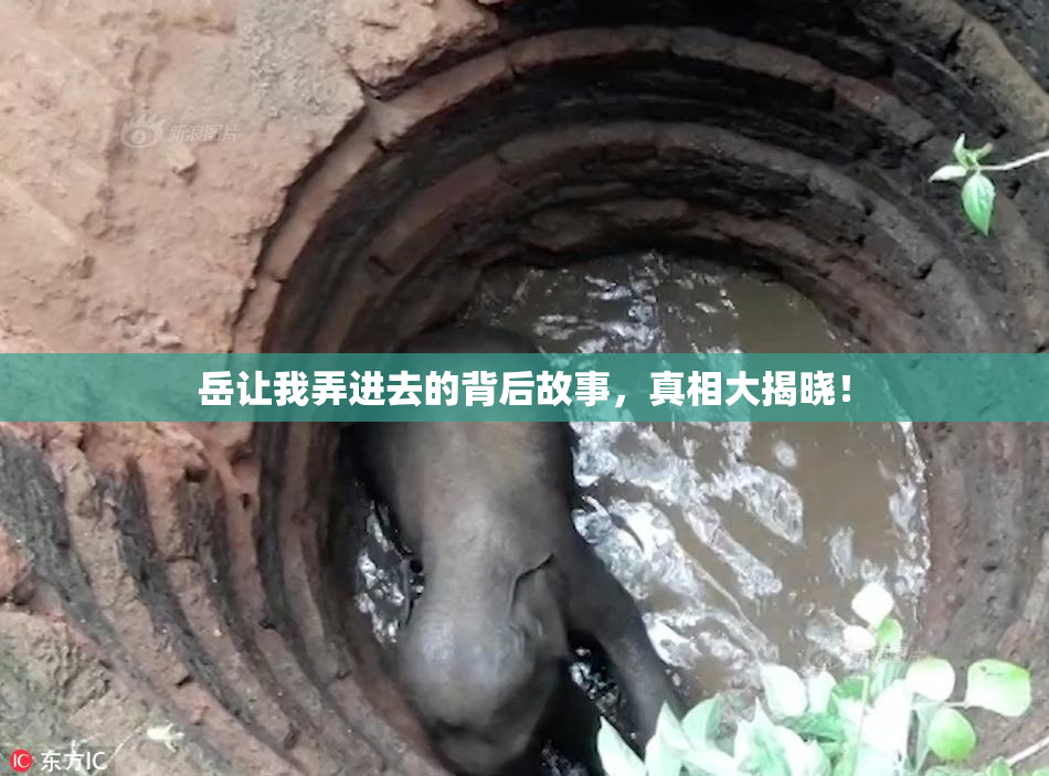 岳让我弄进去的背后故事，真相大揭晓！
