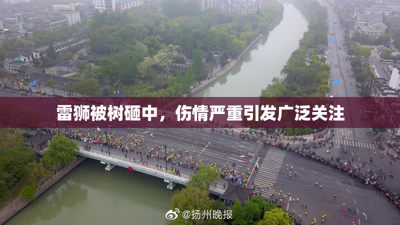 雷狮被树砸中，伤情严重引发广泛关注