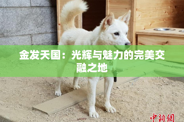 金发天国：光辉与魅力的完美交融之地
