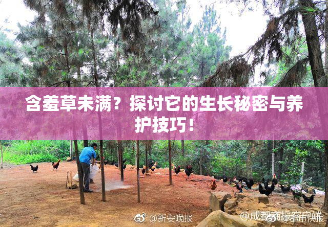 含羞草未满？探讨它的生长秘密与养护技巧！
