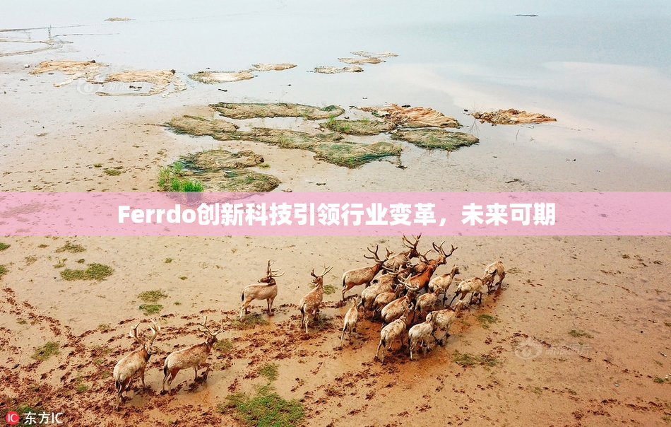 Ferrdo创新科技引领行业变革，未来可期