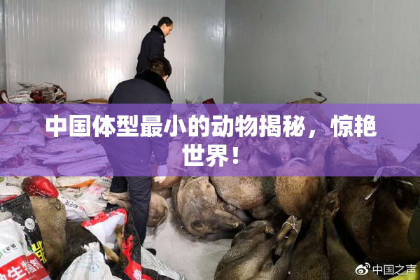 中国体型最小的动物揭秘，惊艳世界！