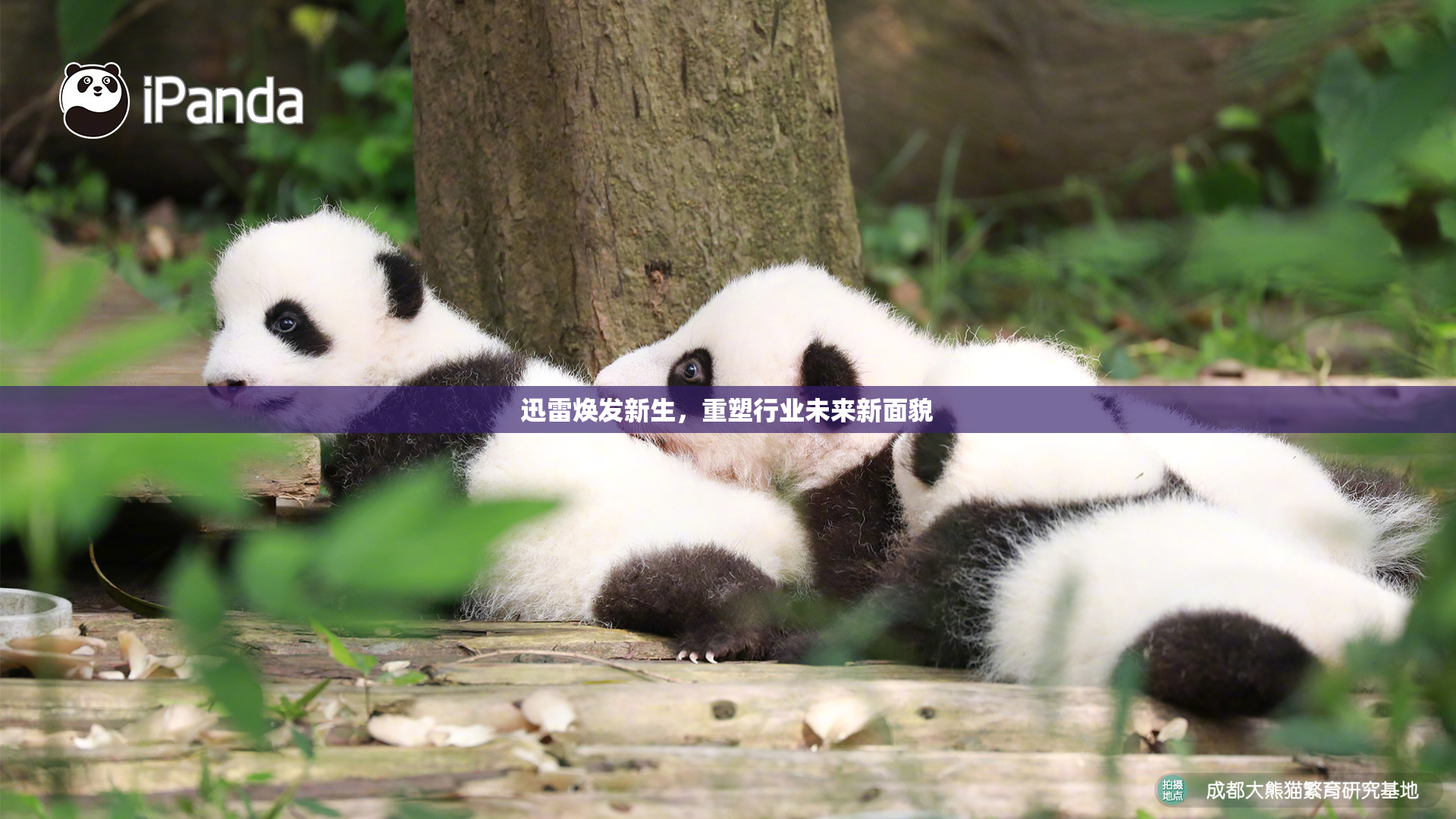 迅雷焕发新生，重塑行业未来新面貌